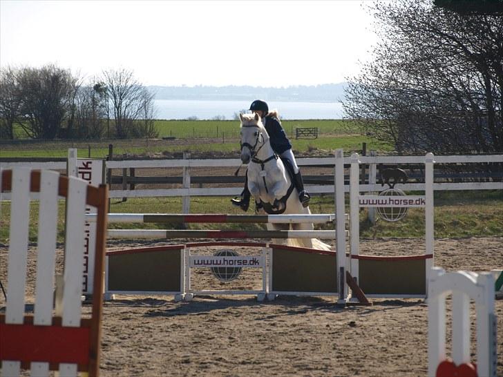 Anden særlig race Irish Jumper (SOLGT) billede 3