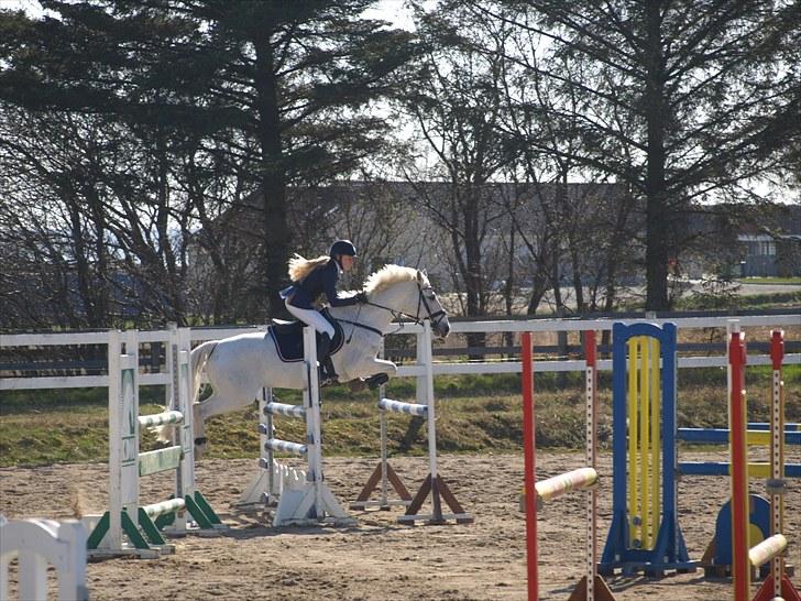 Anden særlig race Irish Jumper (SOLGT) billede 4