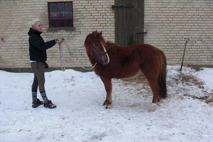 Anden særlig race Tindals Chili  solgt billede 8