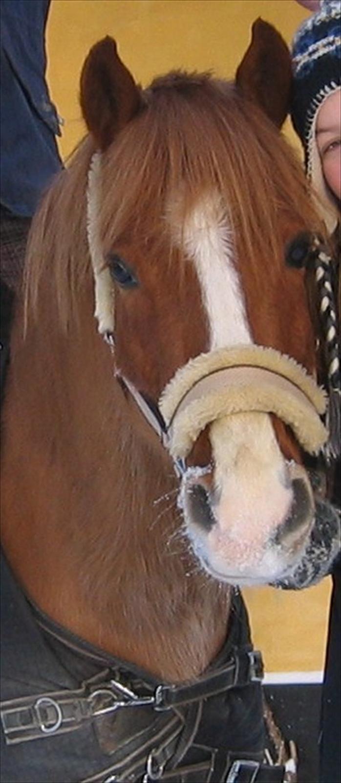 Anden særlig race esprit billede 19