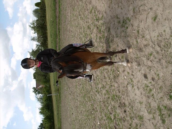 Welsh Mountain (sec A) Coverland Patrick (gammel billede 2