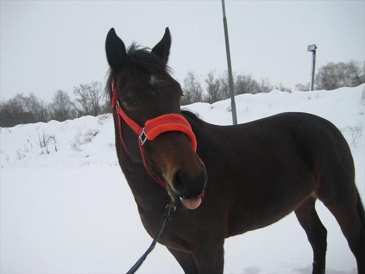 Anden særlig race Miss Purple solgt/savnet billede 1