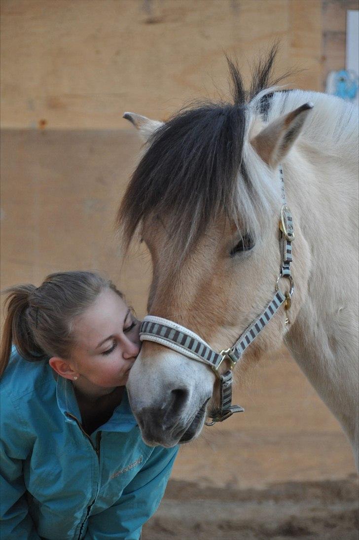 Fjordhest Lukas  - Velkommen til Lukas´ profil, nye billeder kommer løbende : Foto: Amanda Schubert billede 1