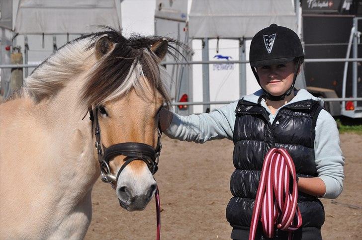 Fjordhest Lukas  - Har lige været en tur i longe. Foto: Amanda Schubert billede 6