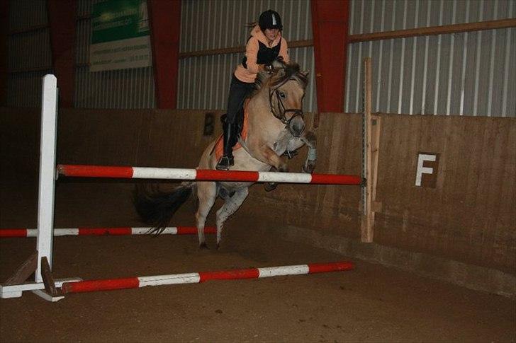 Fjordhest Lukas  - Spring, ca 1 m. Foto: Stine Schmidt billede 8