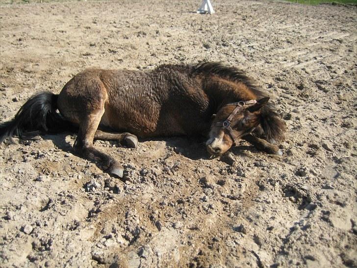 Anden særlig race tindals Cairo  solgt billede 7