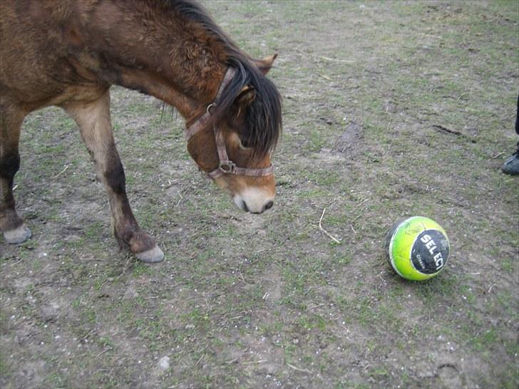 Anden særlig race tindals Cairo  solgt billede 8