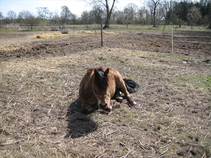Anden særlig race tindals Cairo  solgt billede 9