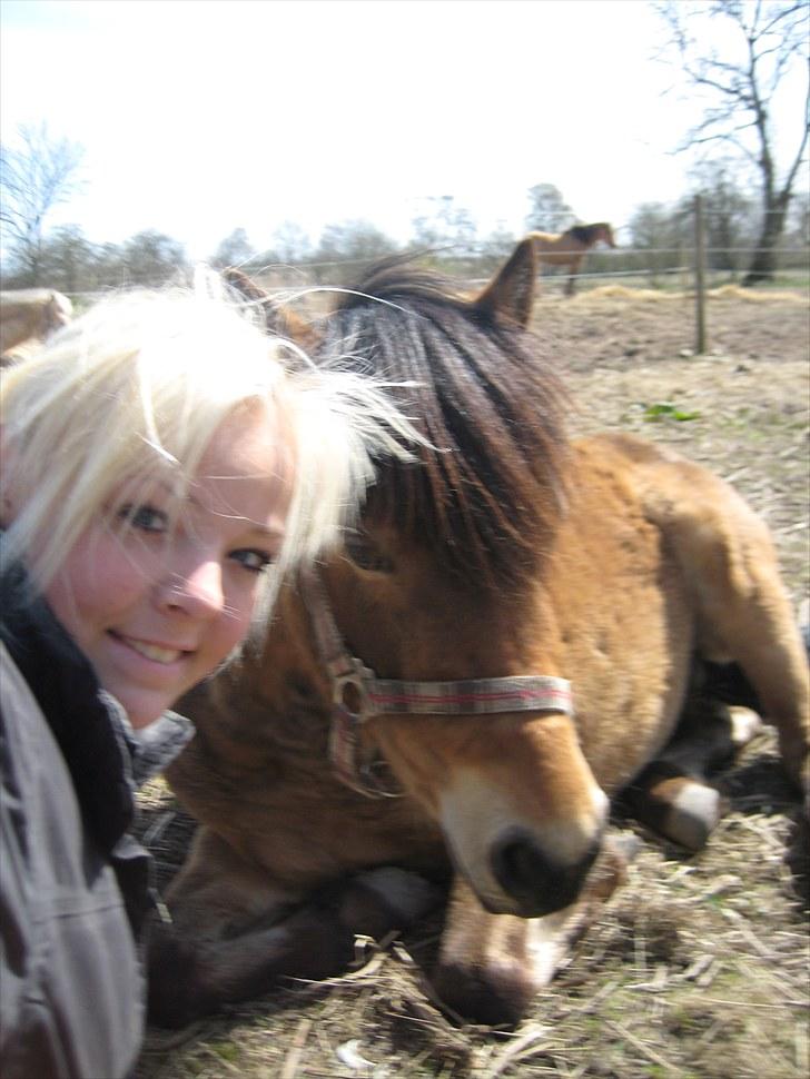 Anden særlig race tindals Cairo  solgt billede 10