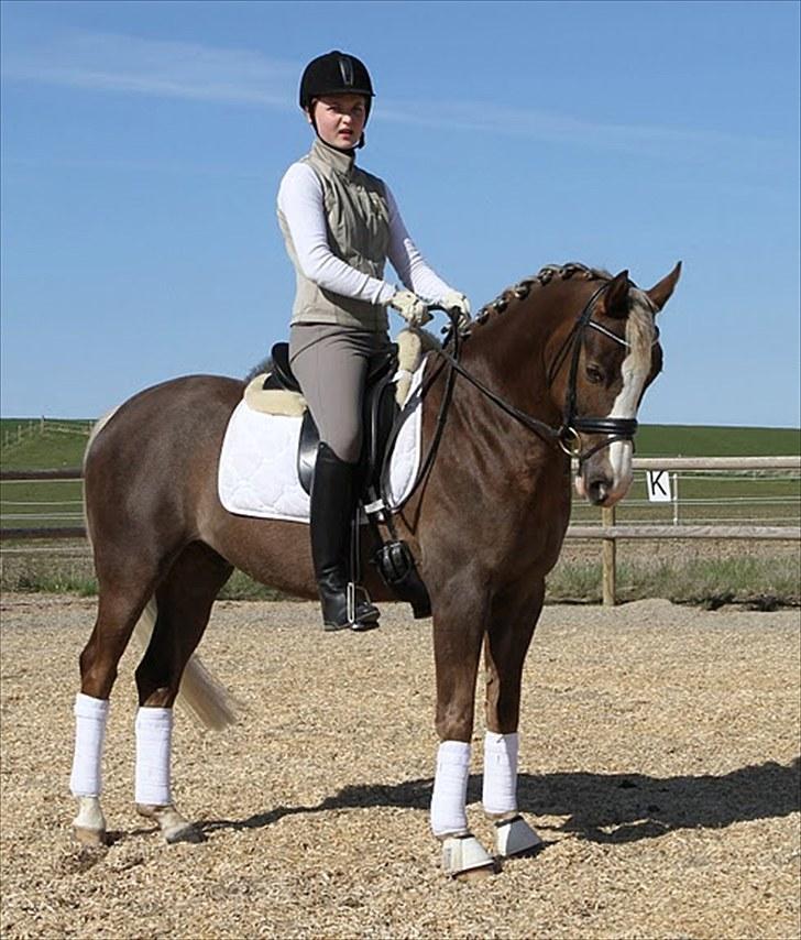 Welsh Partbred (Sec F) Friis Nachos Solgt  billede 11