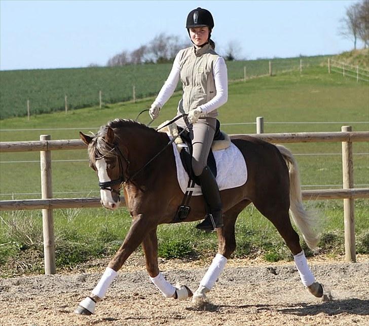 Welsh Partbred (Sec F) Friis Nachos Solgt  billede 12