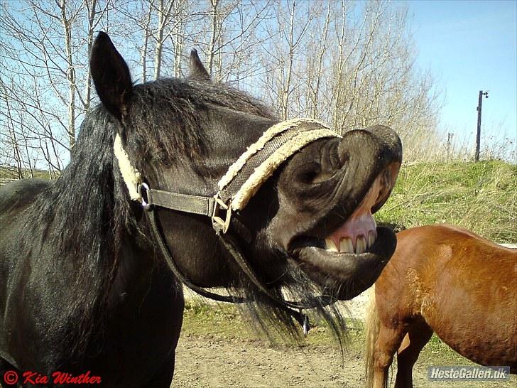 Frieser Tjetske fan de deen - foto: team muffin man billede 20