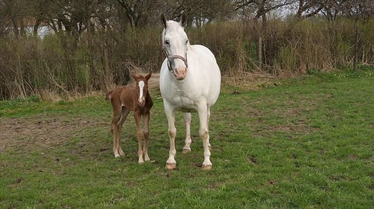 Pinto Schillinggaards Annabell billede 8