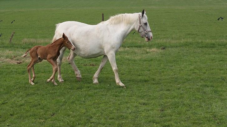 Pinto Schillinggaards Annabell billede 9