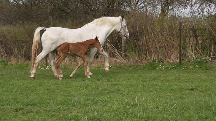 Pinto Schillinggaards Annabell billede 10
