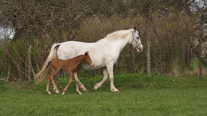 Pinto Schillinggaards Annabell billede 11