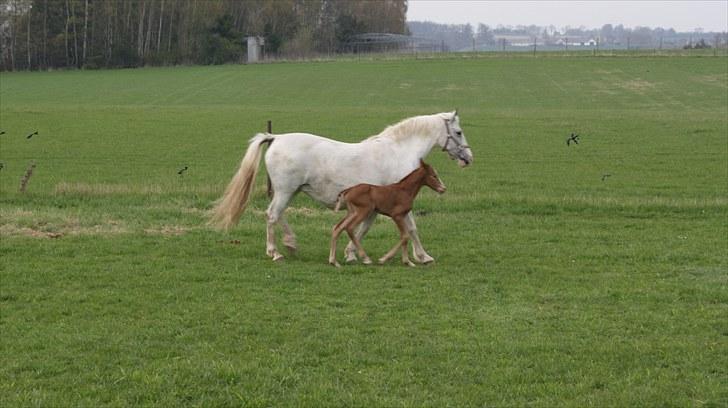 Pinto Schillinggaards Annabell billede 13