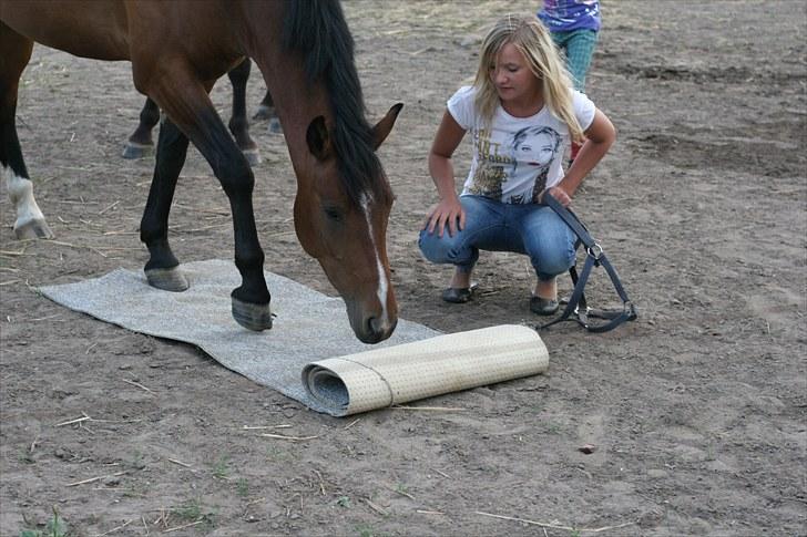 DSP Røgild's Balian - 6- sommer 2010 -  jeg har lært balle at rulle et tæppe ud :D elsker bare det her billede! du er den bedste! foto: Camilla billede 6