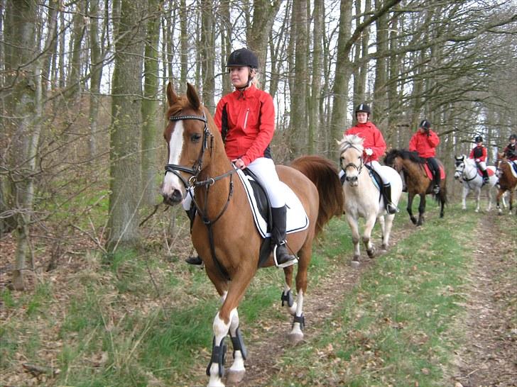 Arabisk fuldblod (OX) Keiko billede 7