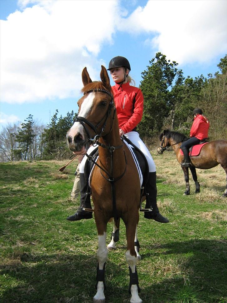 Arabisk fuldblod (OX) Keiko billede 8