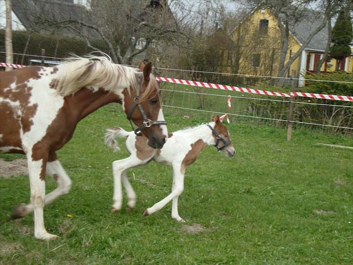 Pinto Svalebos Red Bull SOLGT   billede 11