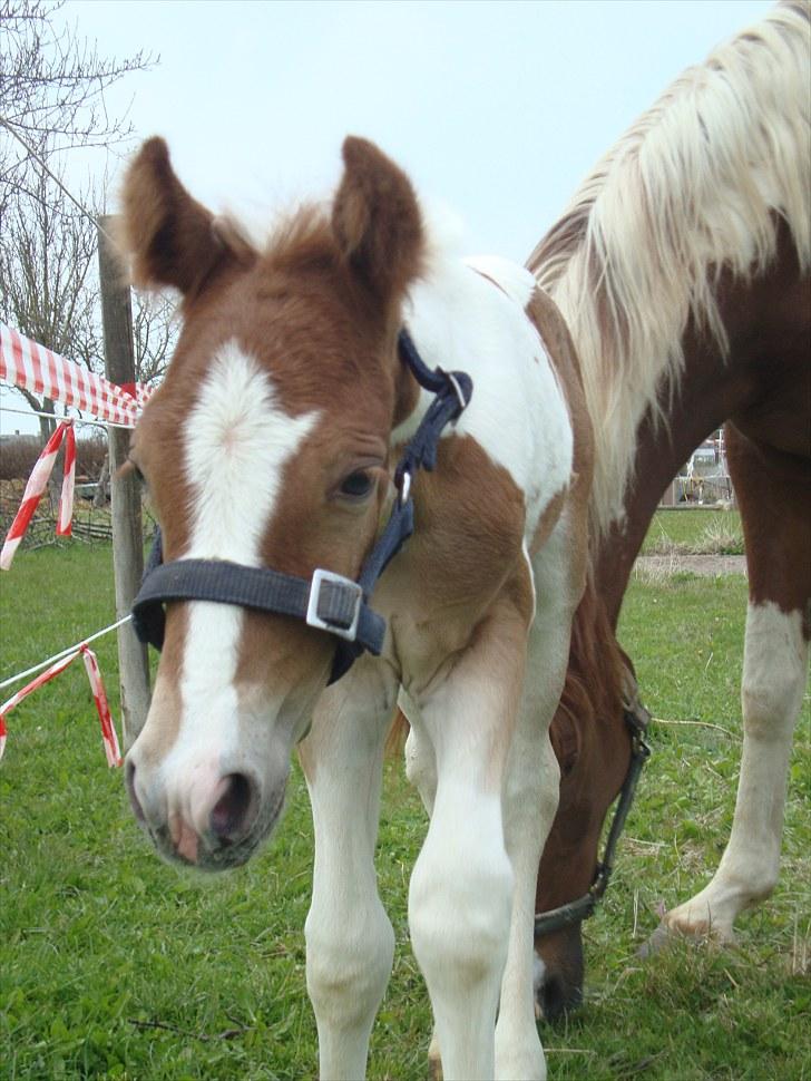 Pinto Svalebos Red Bull SOLGT   billede 12