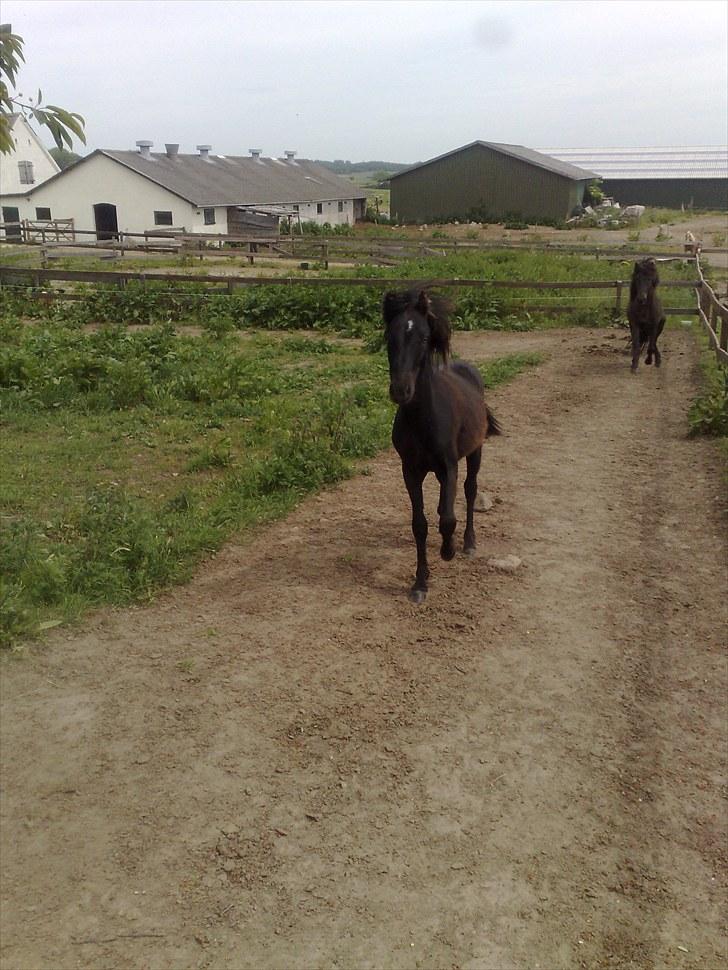 Dartmoor Lancelot - Solgt billede 1