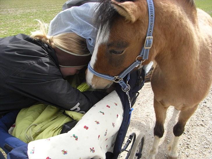 Welsh Pony af Cob-type (sec C) Doheema Alladin 4 Socks H - "Halløj Therese, hvorfor vil du ikke sove??" billede 11