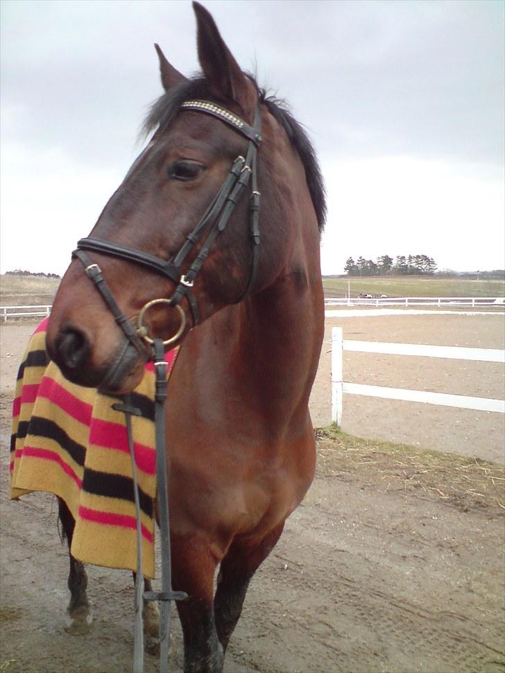 Oldenborg Vladimir - min smukke hest :D billede 13