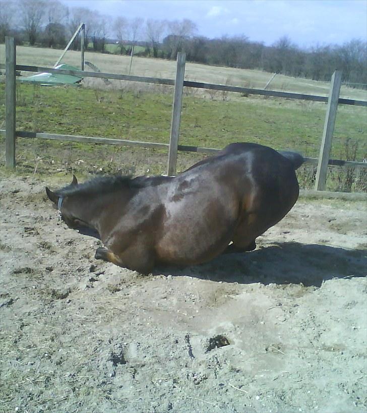 Tysk Sportspony Bubber - R U L L E T U R !
 billede 6