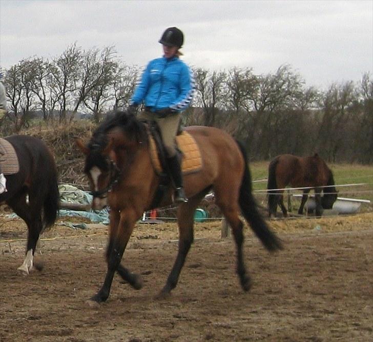 Dansk Varmblod Mew Town Himmelhest  - Da jeg næsten lige havde fået hende (: 20 marts 2010 .  billede 6