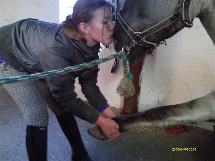 Konik Polski Bernard *Solgt* - Inden ridning skulle vi lige strække ud! :D.  Tage af RKPR billede 6