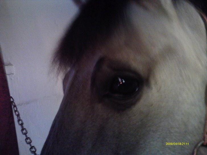 Konik Polski Bernard *Solgt* - Smukt øje! (-;  Taget af mig. billede 7