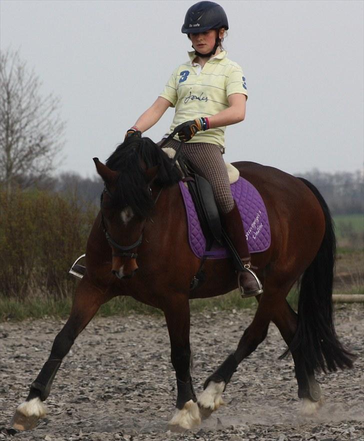 Welsh Cob (sec D) » Rytterbjergets Undine  - Tak til Sabrina for billedet :* billede 16