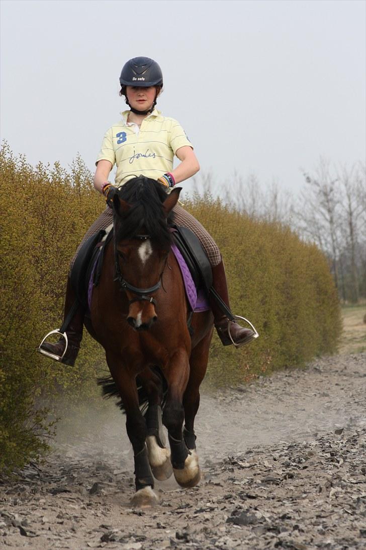 Welsh Cob (sec D) » Rytterbjergets Undine  - Tak til Sabrina for billedet :* billede 17