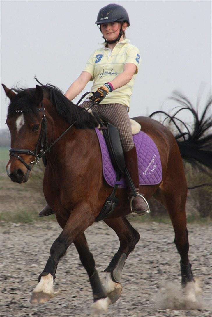 Welsh Cob (sec D) » Rytterbjergets Undine  - Tak til Sabrina for billedet :* billede 19