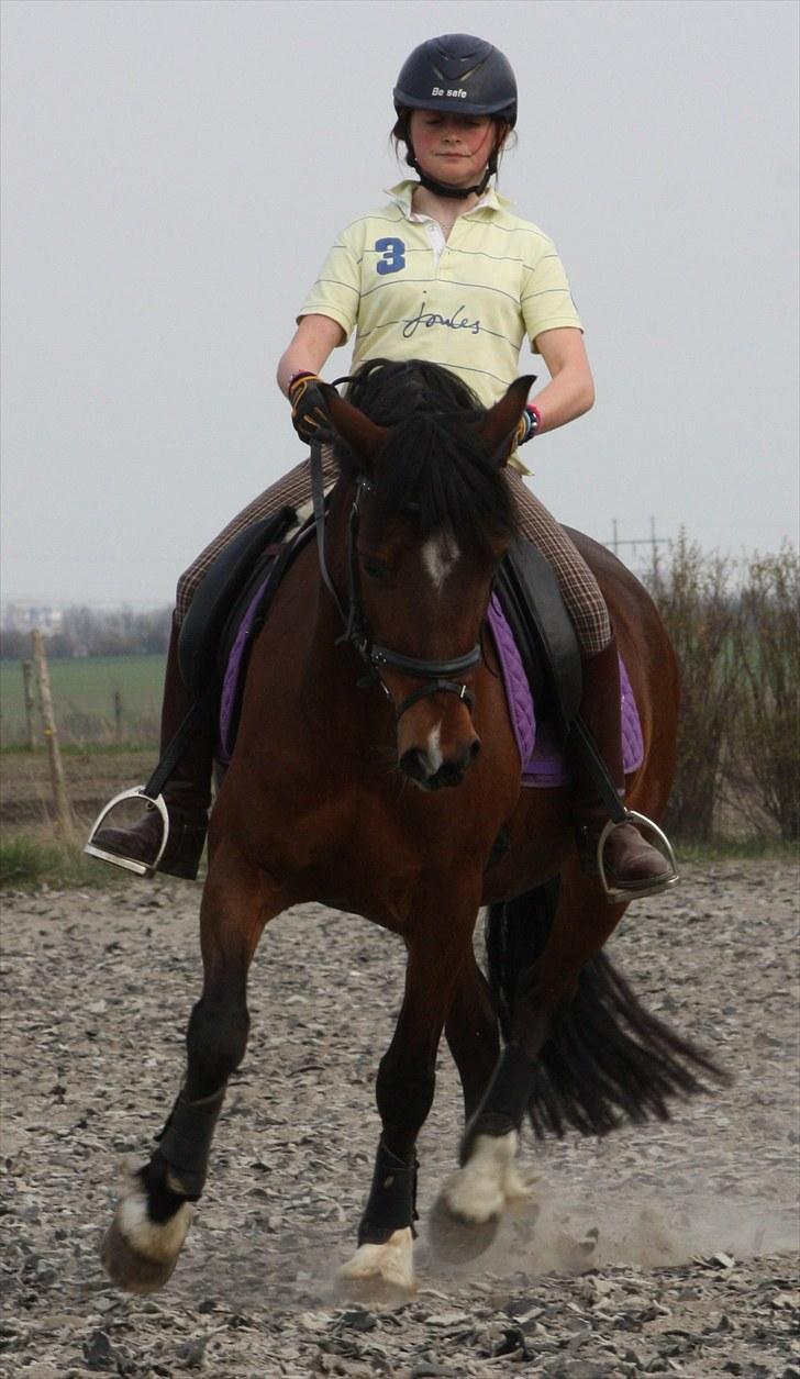 Welsh Cob (sec D) » Rytterbjergets Undine  - Tak til Sabrina for billedet :* billede 20