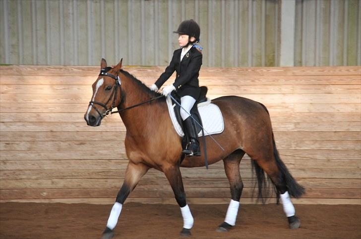 Anden særlig race Vestervangs Ib  - Haha, Til Stævne! :D billede 3