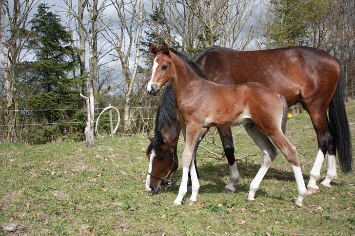 Dansk Varmblod Quidditch H  billede 11