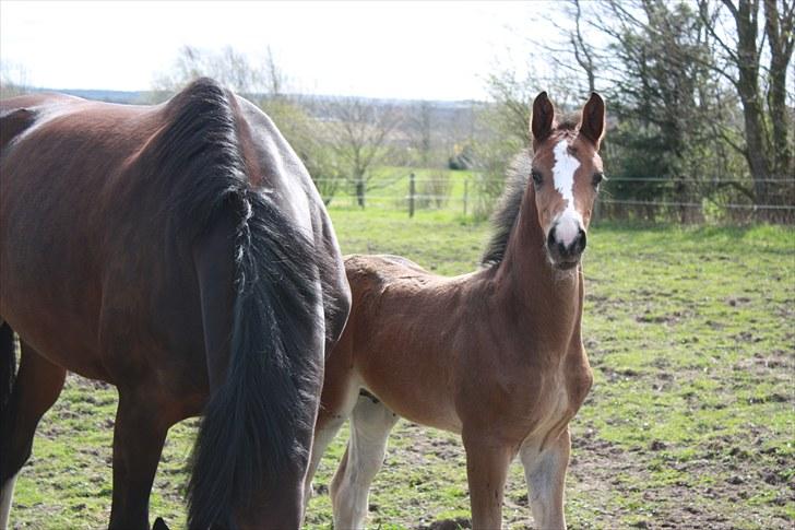 Dansk Varmblod Quidditch H  billede 12
