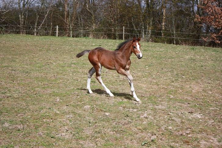 Dansk Varmblod Quidditch H  billede 13