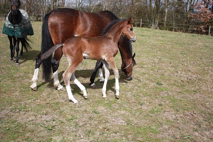 Dansk Varmblod Quidditch H  billede 14