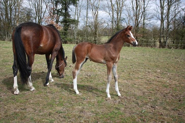 Dansk Varmblod Quidditch H  billede 15