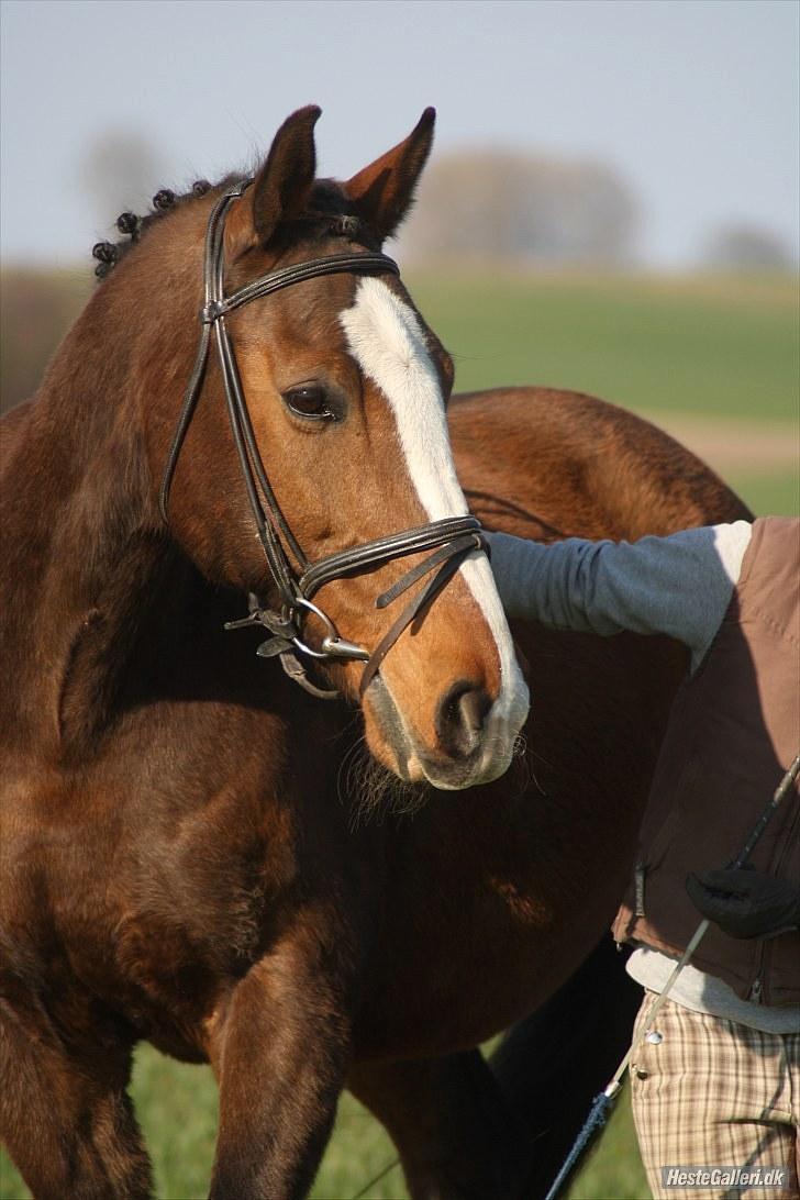 Dansk Varmblod Fabian 007 R.I.P billede 18