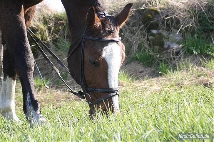 Dansk Varmblod Fabian 007 R.I.P billede 19