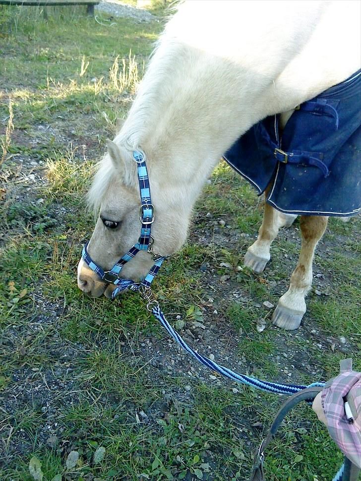 DSP Vejlebros Stella billede 15