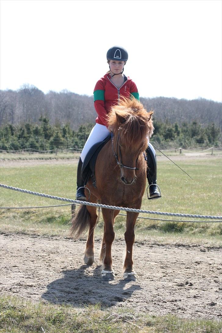 Islænder Stigandi fra Grastenhus *SOLGT* billede 19