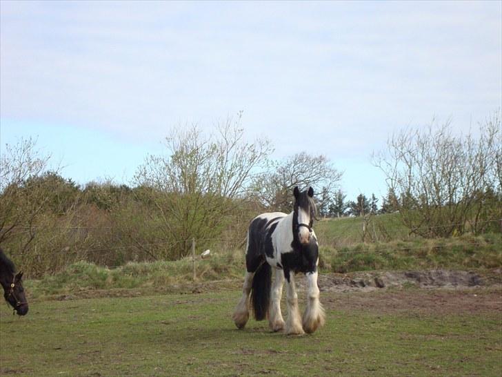 Irish Cob Sultan billede 9