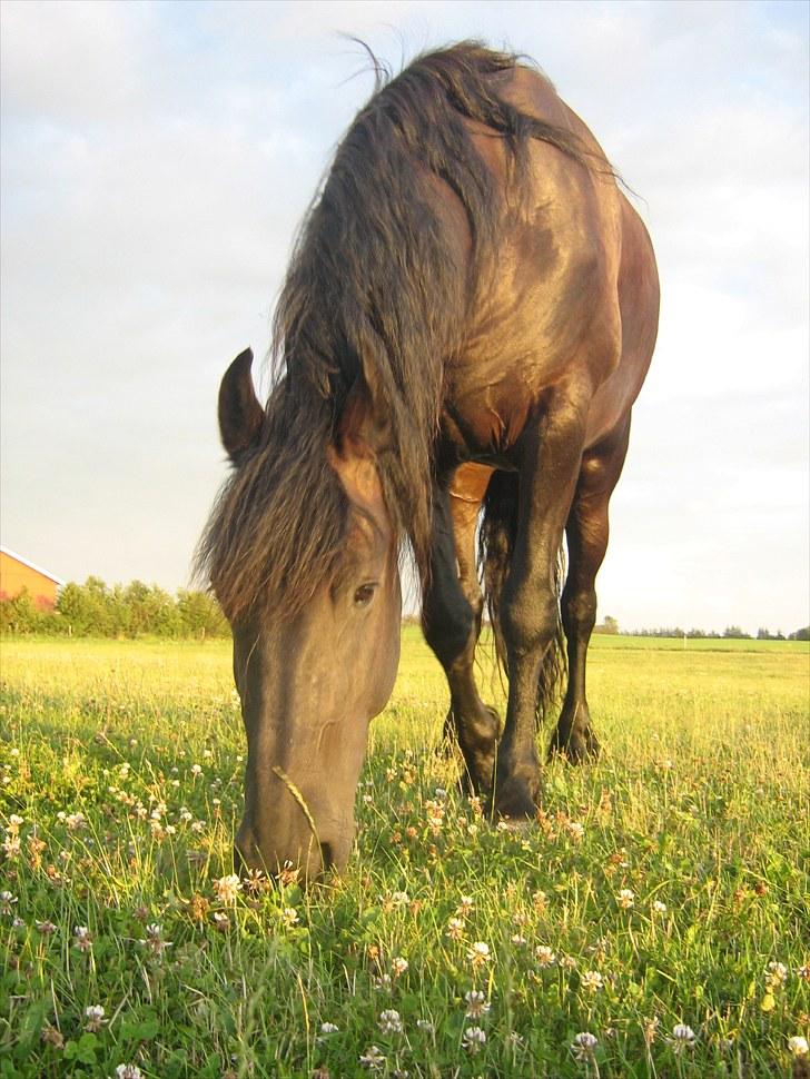 Frieser Rykje van Bourboom R.I.P. - Min helt egen hyp hest!! :)  billede 1