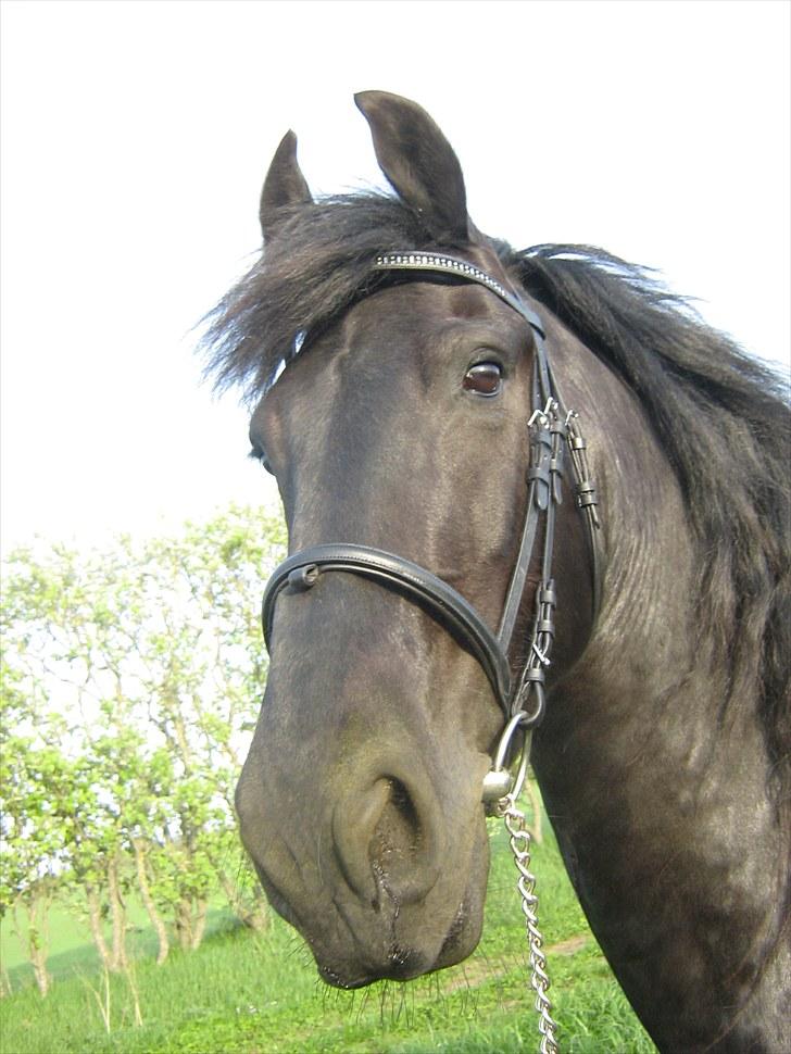 Frieser Rykje van Bourboom R.I.P. - er med i frieser nord kvadrille som håndhest!! :b Vi glæder og til vise os frem billede 3